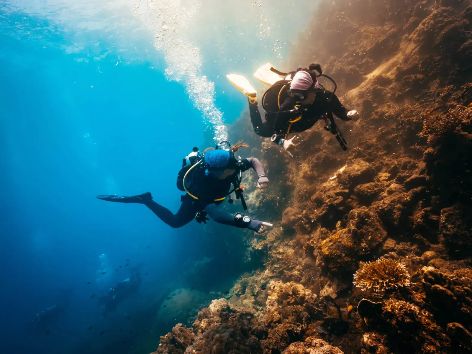 Buddy dive koh tao