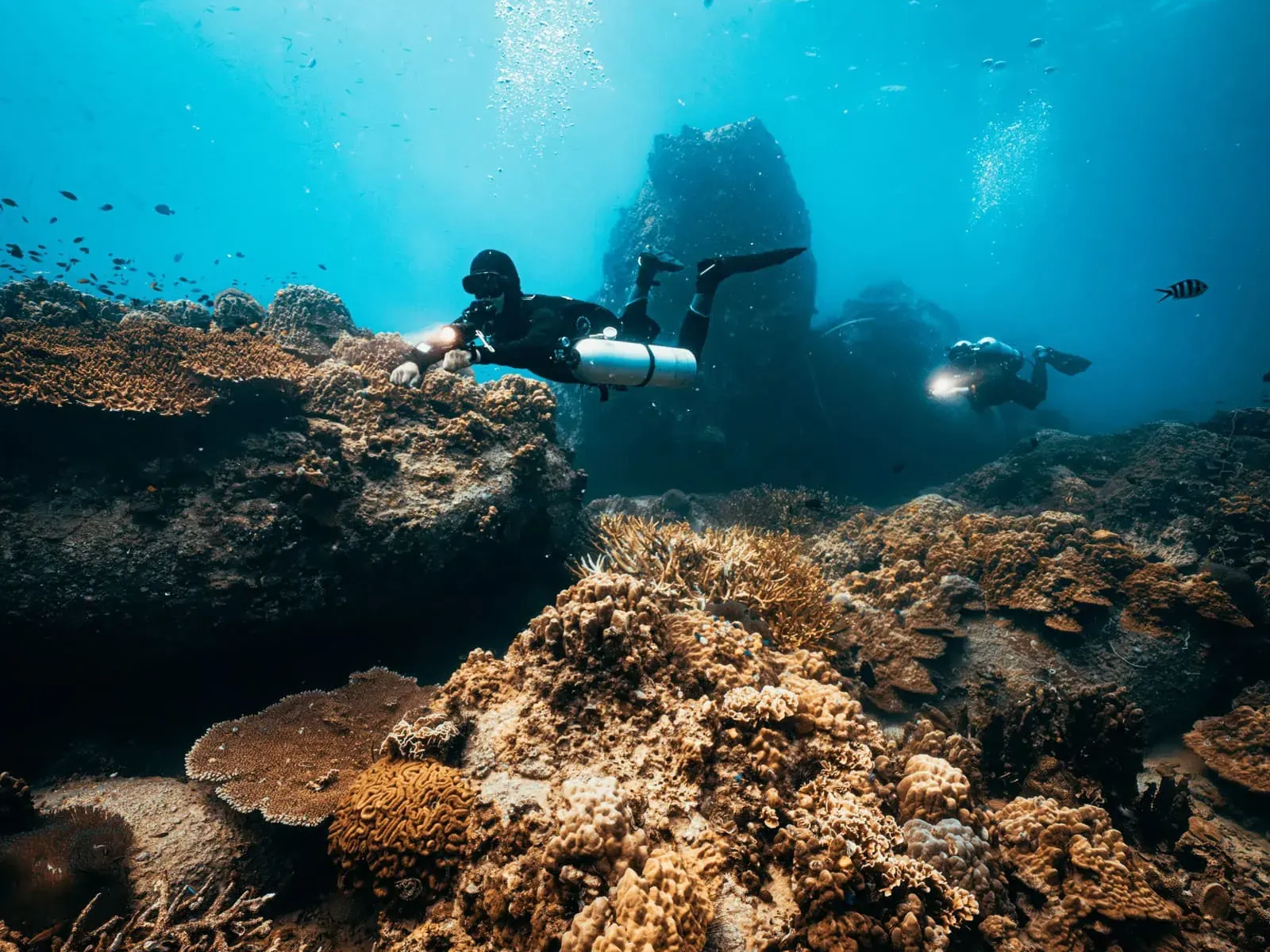 Koh tao dive site coral reef
