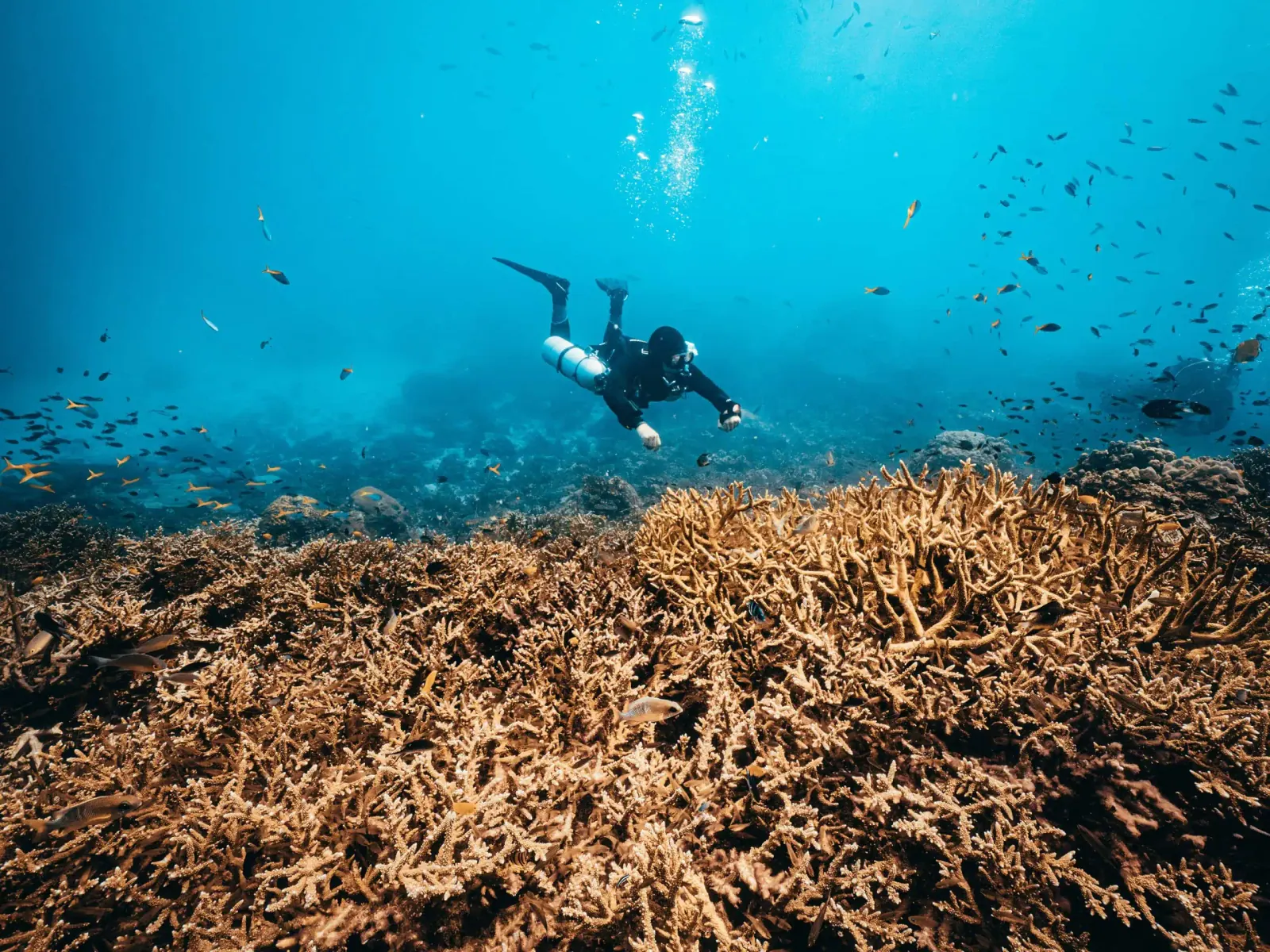Scuba diver coral reef koh tao